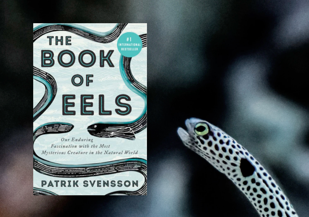 Book of Eels cover