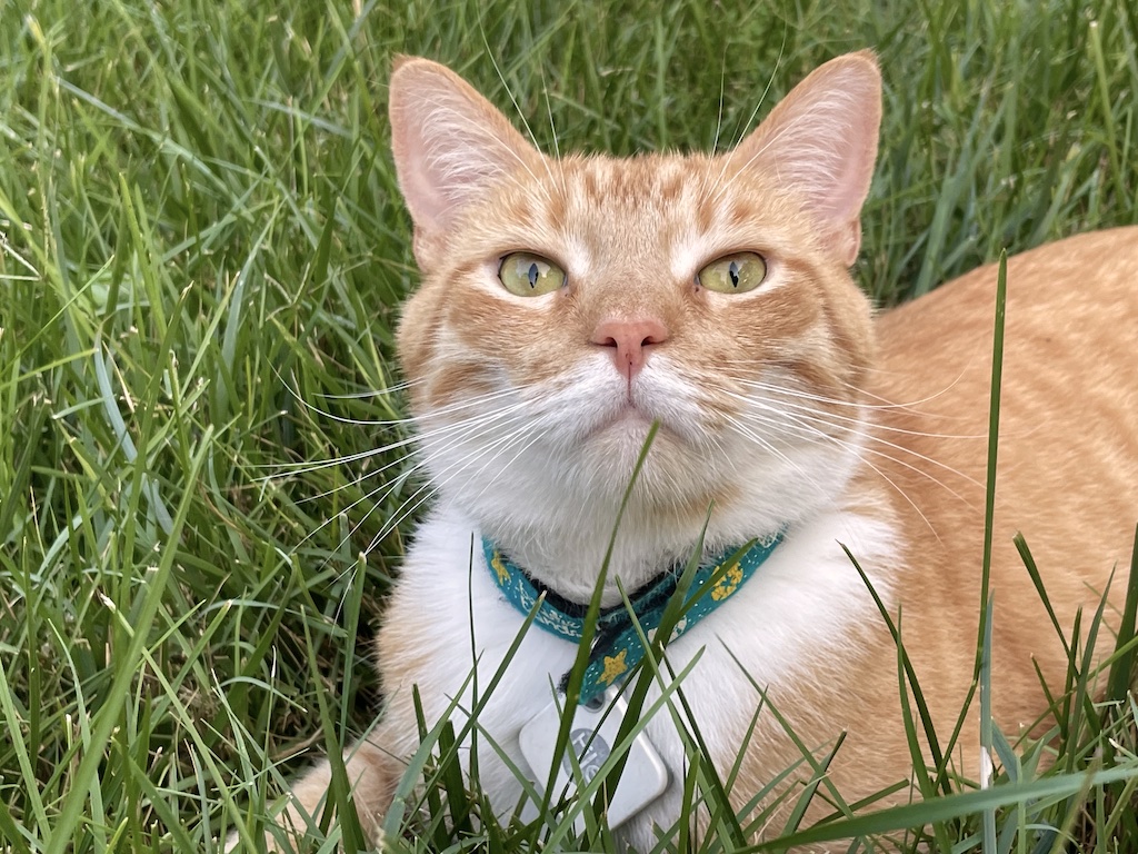 Leo laying down in the grass